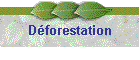Dforestation